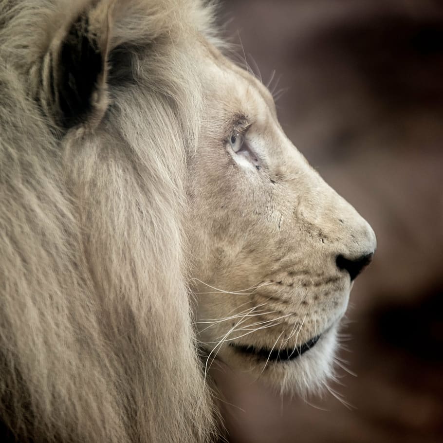 浅い, フォーカス写真, 茶色, ライオン, ホワイトライオン, 大きな猫, たてがみ, 目, 自然, wallpapper