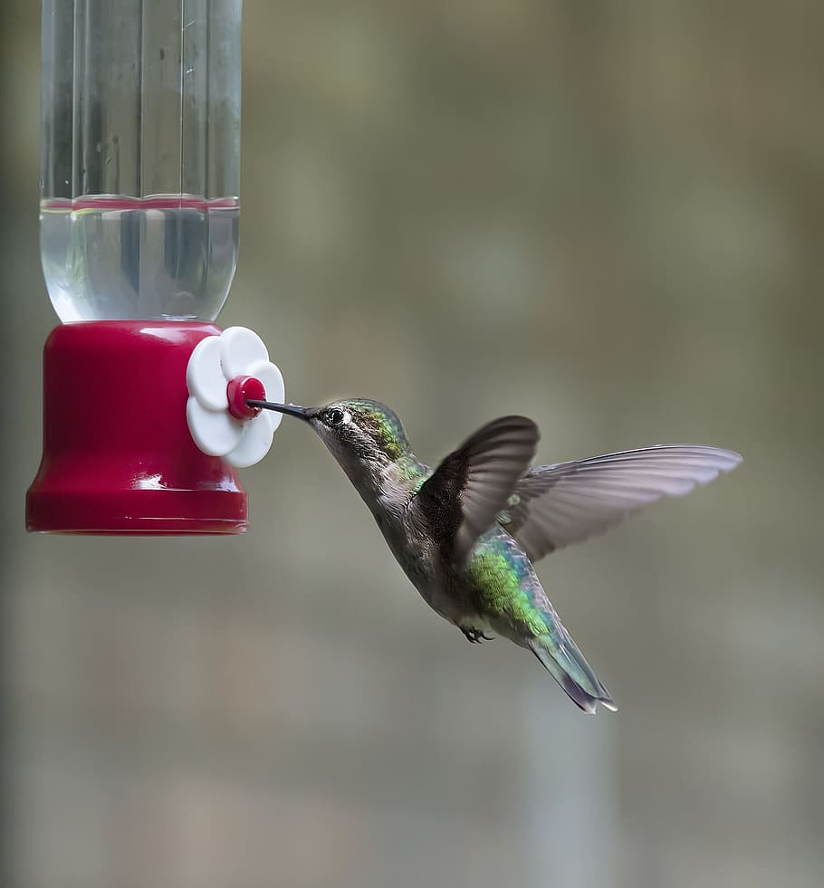 green, gray, hummingbird, sipping, water, daytime, bird, wing, fluttering, wildlife