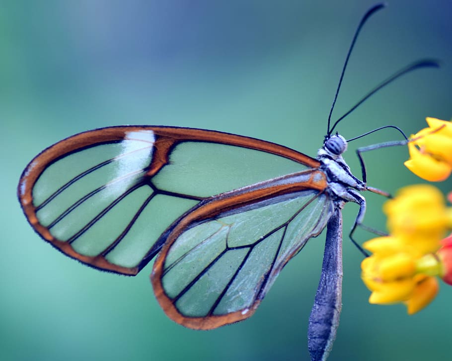 brown, black, dragonfly, yellow, flower, butterfly, glass wings, greta oto, glass falter, close