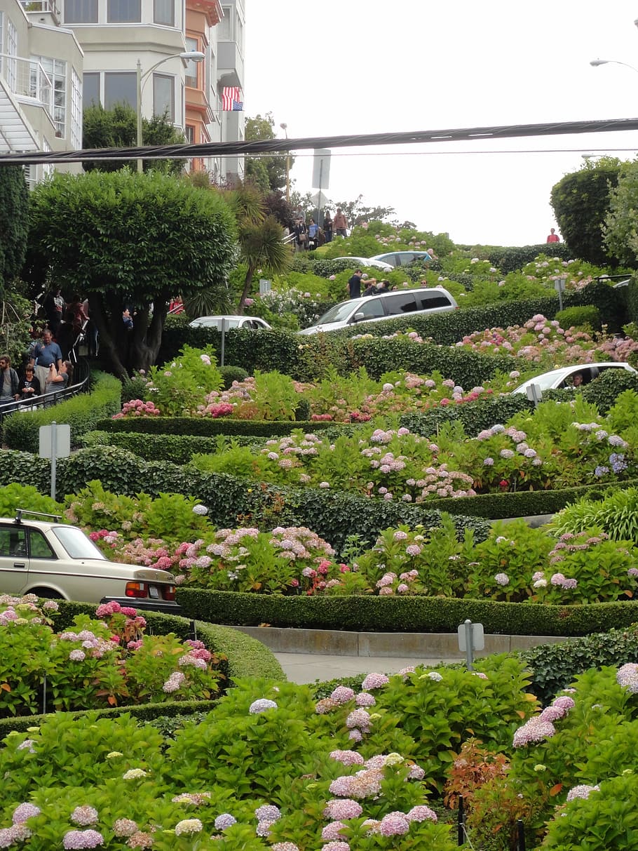 cars, zigzag road, surrounding, plants, flowers, lombard street, street, road, steep, san francisco
