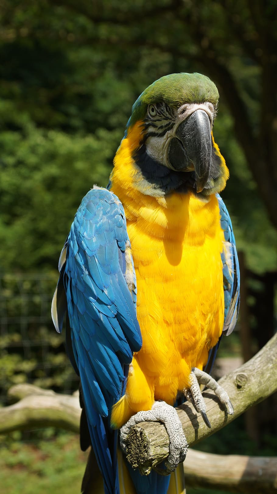 parrot, ara, bird, colorful, yellow macaw, kurpfalz-park, home guard, ara ararauna, animal themes, animal wildlife