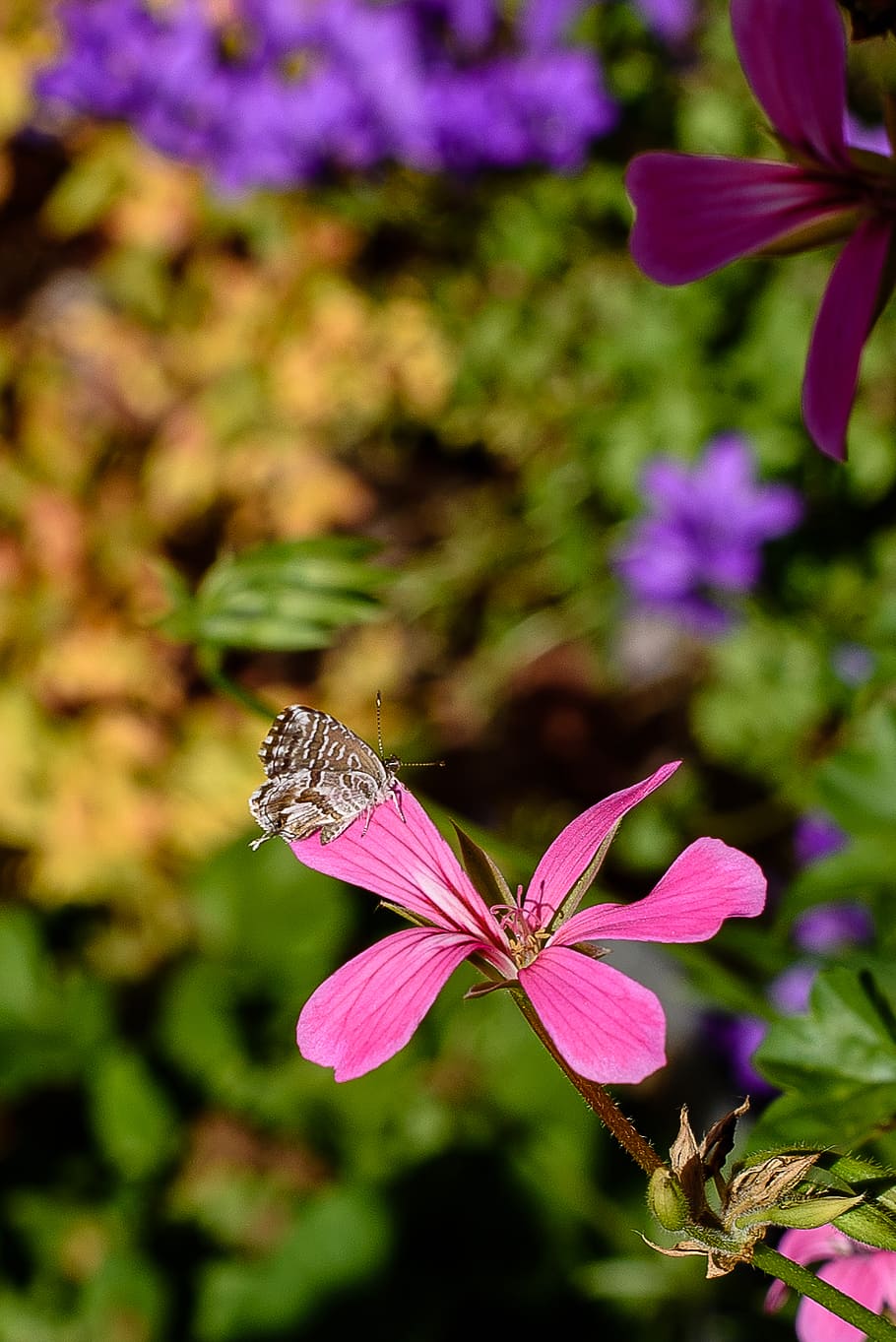 Brun, Cacyreus marshalli, proxy, selective, focus, photography, butterfly, petaled, flower, flowering plant