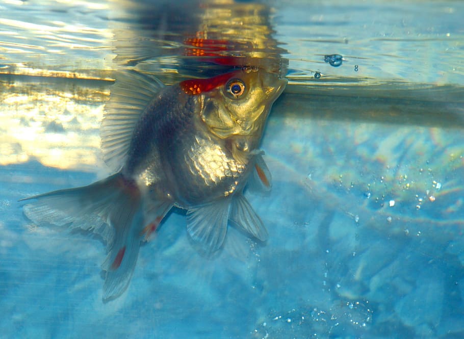 銀の魚 水 竜巻 金魚 魚 白 水族館 水生生物 家庭用 ペット Pxfuel
