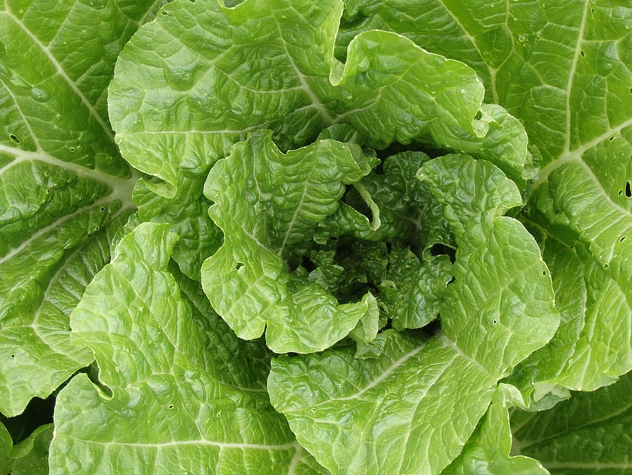 chinese cabbage young, salad, häuptel, lettuce, crop, leaf lettuce, green salad, vegetables, green, fresh