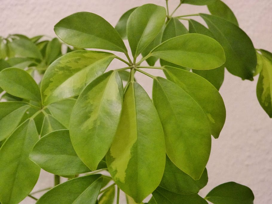 green, plant, leaves, houseplant, leaf, green leaf, plant part, green color, close-up, growth