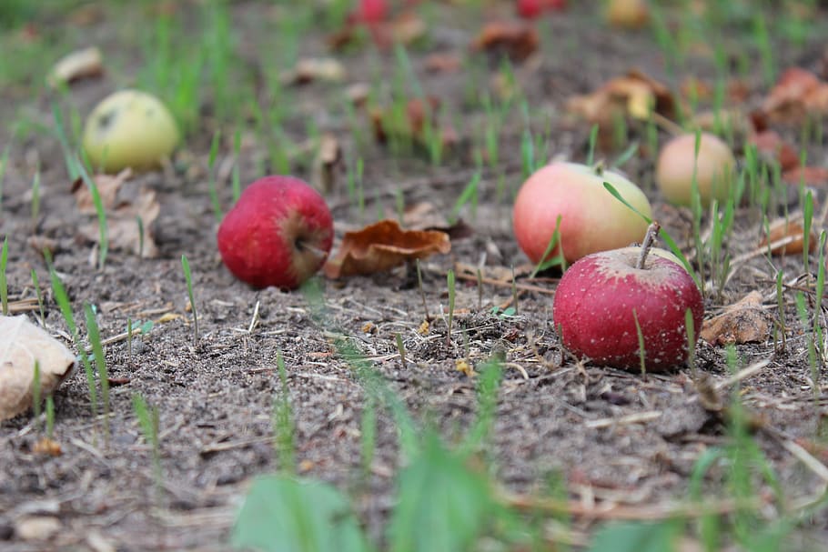 Ganancia inesperada, manzana, compost, rojo, naturaleza, comida, otoño, fruta, al aire libre, agricultura