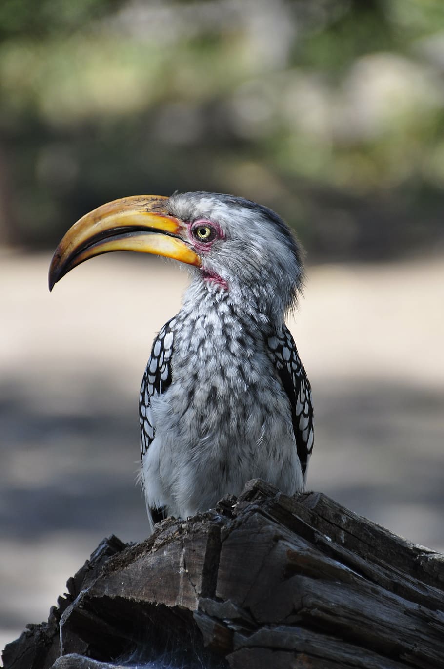 white, black, bird macro photography, hornbill, bird, bill, yellow, vertebrate, focus on foreground, animal themes
