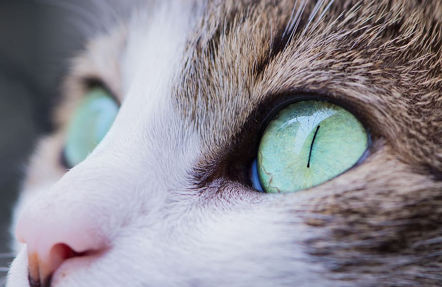 animals, cats, domesticated, pets, whiskers, gray, white, green, beautiful, eyes