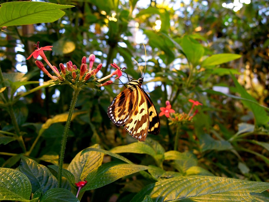 butterfly, a side, insect, garden, plant, plants, grow, leaf, green, flower