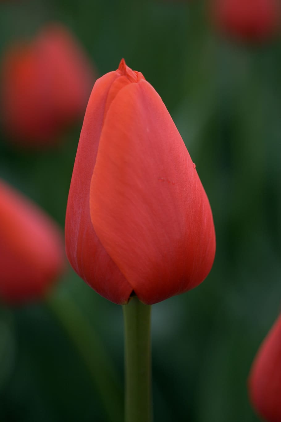 tulip, red, orange, spring, hybrid, tulips, flowers, garden, spring flower, colorful