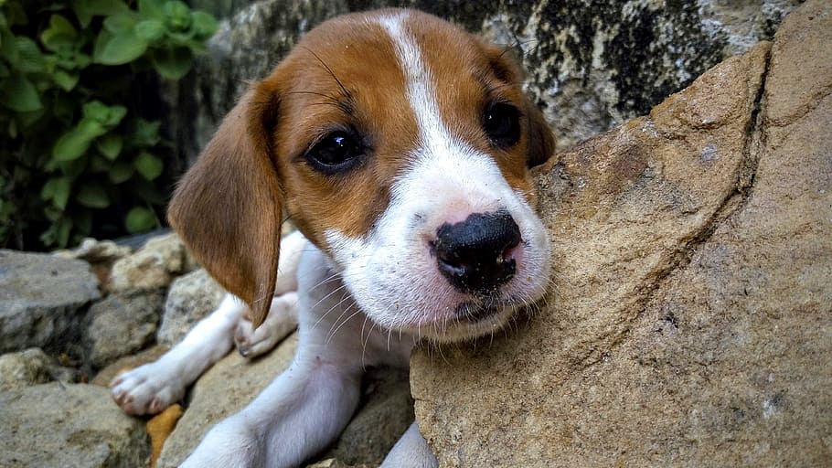 Dog, Puppy, Cute, Pet, Hairy, Animals, affection, adorable, beagle, pets