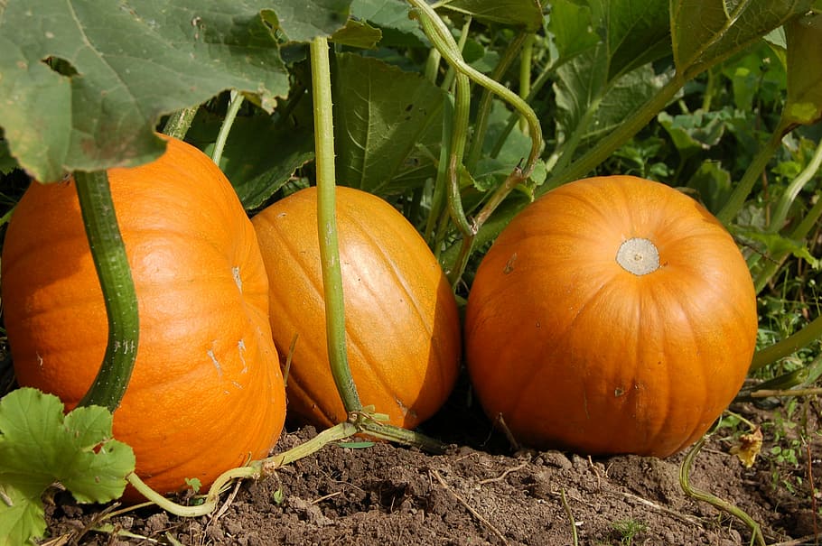 three, orange, squash vegetables, pumpkin, vegetable garden, harvest, fruit, land, plant, food