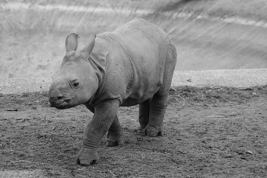 Rinoceronte, Bebé, Animal, Mamífero, Rinoceronte bebé, ternero, un animal, animales salvajes, vida salvaje animal, enfoque en primer plano
