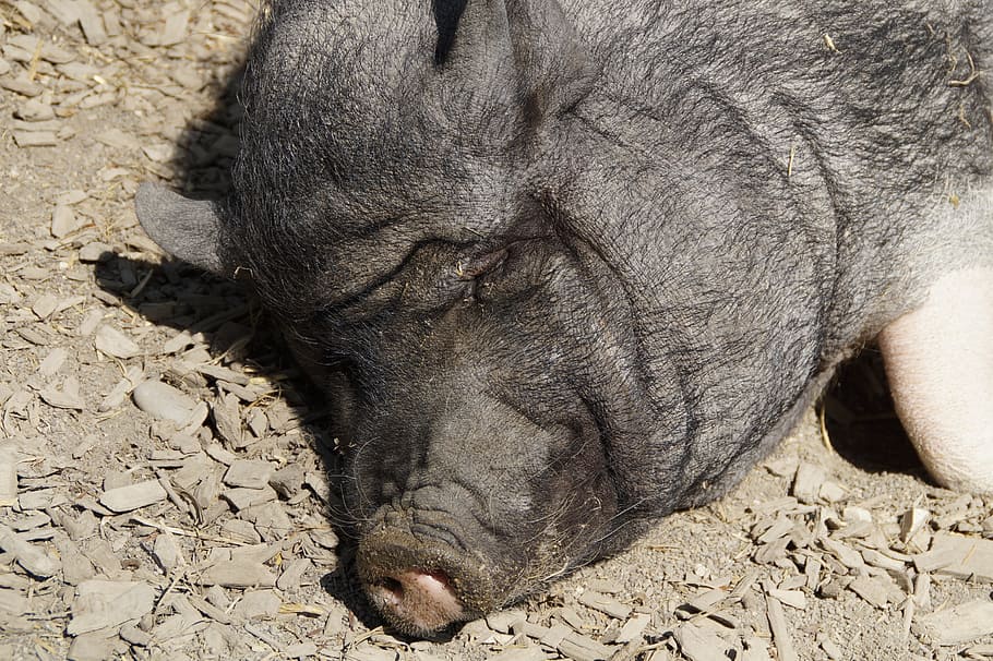 head, pig, miniature pig, piglet, pot bellied pig, farm, thick, face, enjoy, luxury