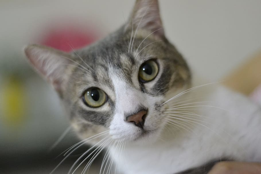 選択的 フォーカス写真 グレー 白 猫 かわいい 子猫 ペット 動物のテーマ 飼い猫 Pxfuel
