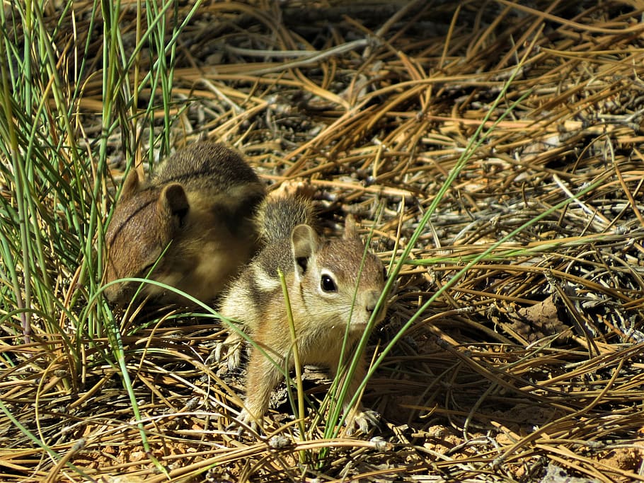 chipmunk, rodent, cute, hiking, bryce canyon, animal themes, animal, animal wildlife, animals in the wild, field