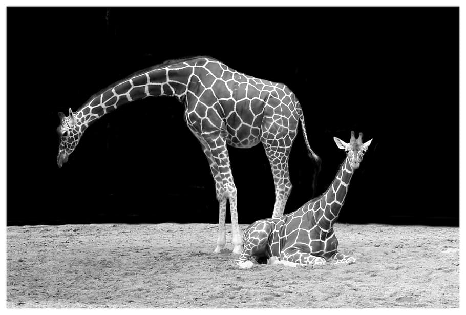 foto, dos, jirafas, jirafa, cuello, animal, blanco y negro, zoológico, temas de animales, mamíferos