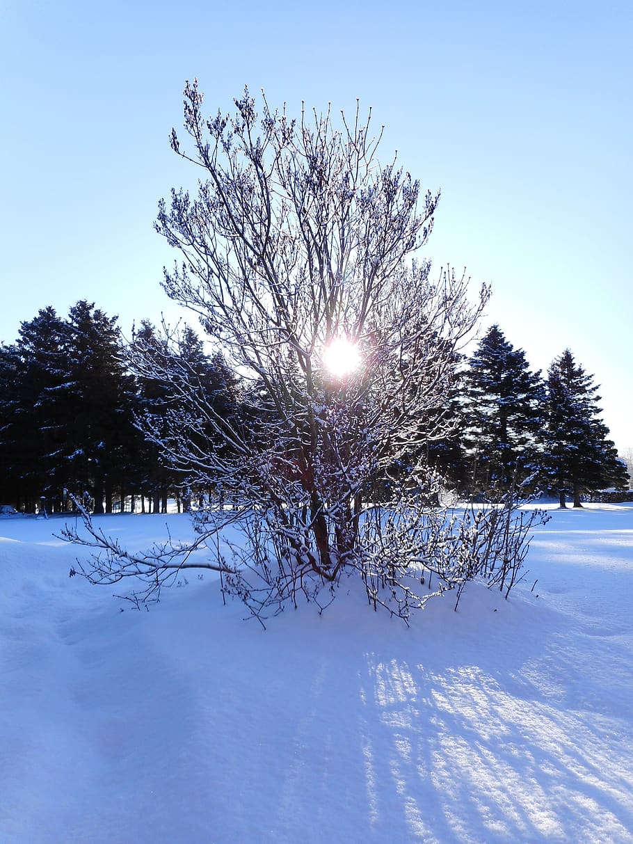 invierno, nieve, mañana, sol, azul, naturaleza, escarcha, árboles, temperatura fría, árbol