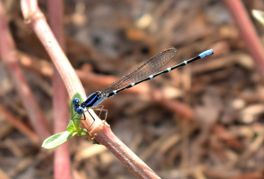 Damselfly, Familiar Bluet, Insect, bluet, insectoid, winged, skinny, slender, bug, flying insect