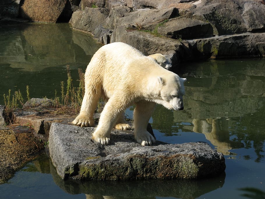 zoo, animals, bear, animal world, polar bear, nature, animal, wildlife,  mammal, arctic | Pxfuel