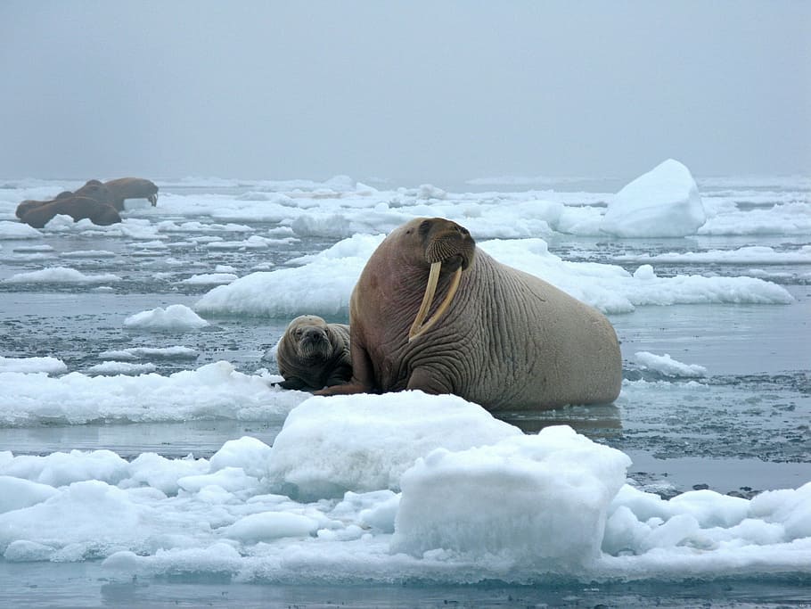 fotografi singa laut, banteng walrus, sapi, es, salju, dingin, mamalia, gading, lemak, margasatwa