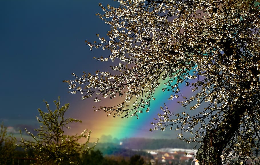 rainbow, nature, landscape, background, season, tree, plant, beauty in nature, growth, sky
