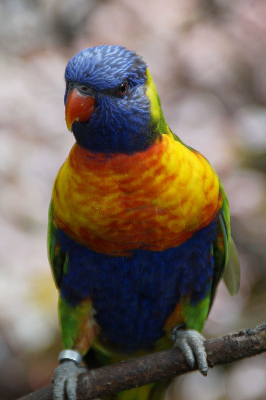 jardim zoológico, aviário de aves, ave, coloridos, cor, plumagem, pena, papagaios, papagaio, montanha lorikeet