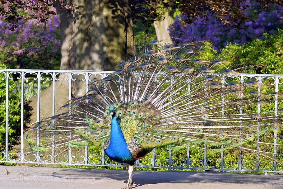 Peacock, Tail, Eye, Pen, Color, peacock, tail, park, dashing, gorgeous, sideways