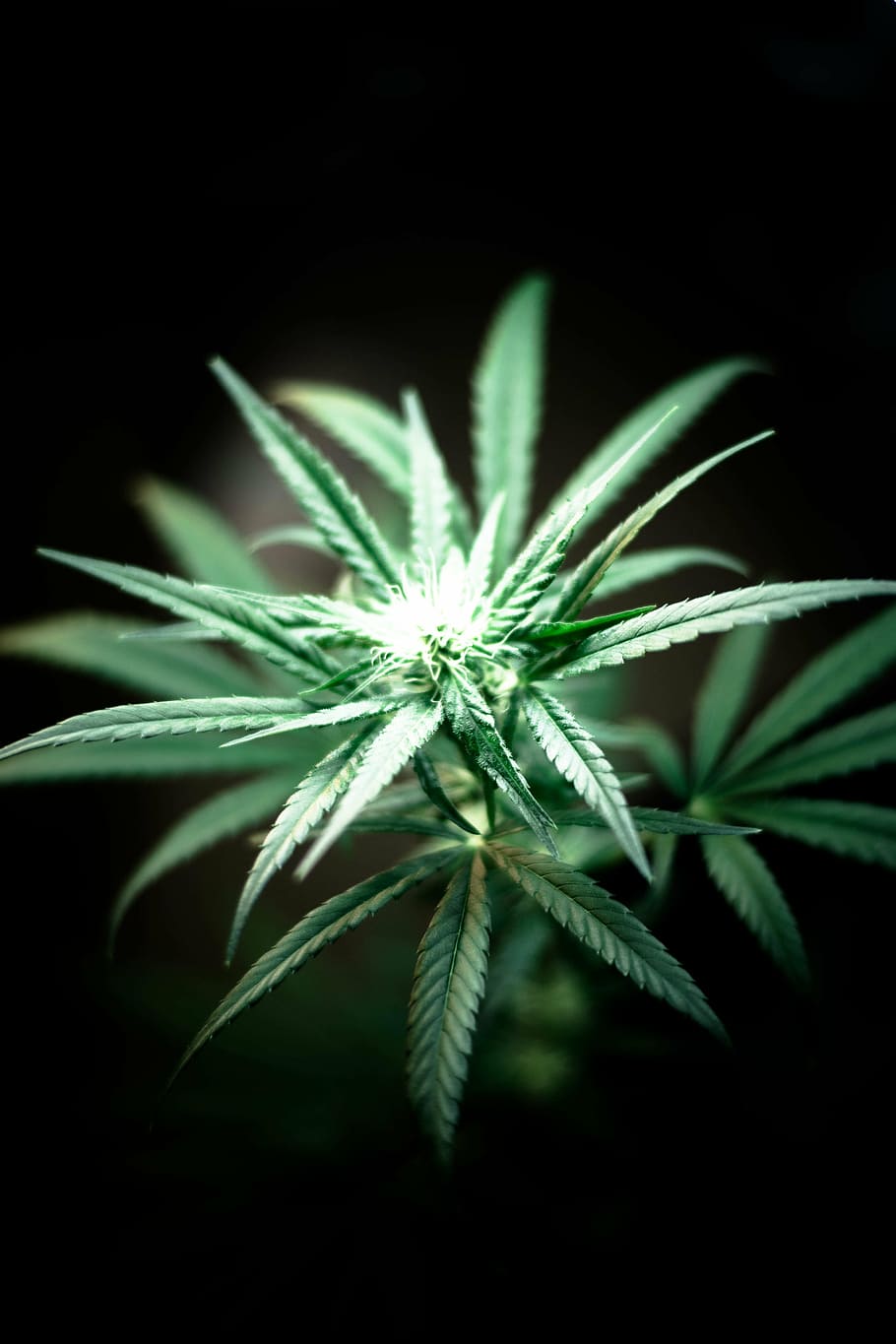 closeup, cannabis plant, green, leaf, plant, leaves, nature, herbal, medicine, drug