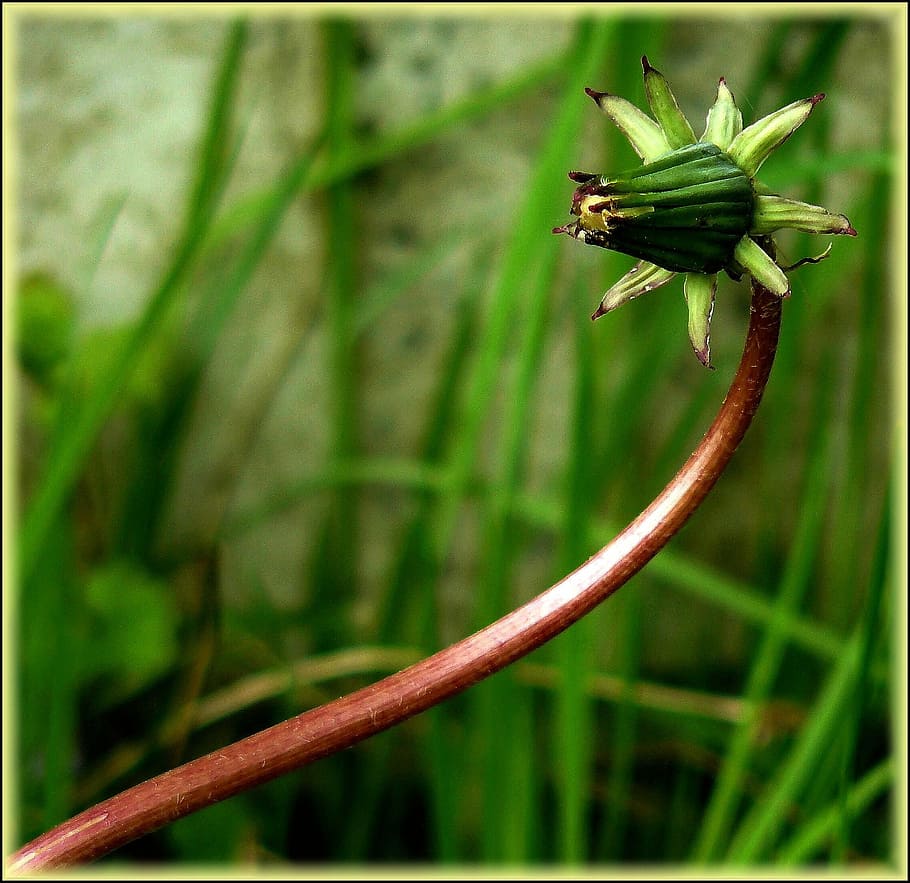 green, leaves, plant photo, dandelion, flower, roadside, plant, meadow, pointed flower, nature