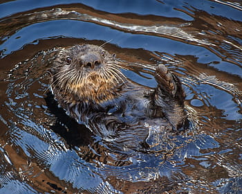 Fotos Nutria Libres De Regalias Pxfuel