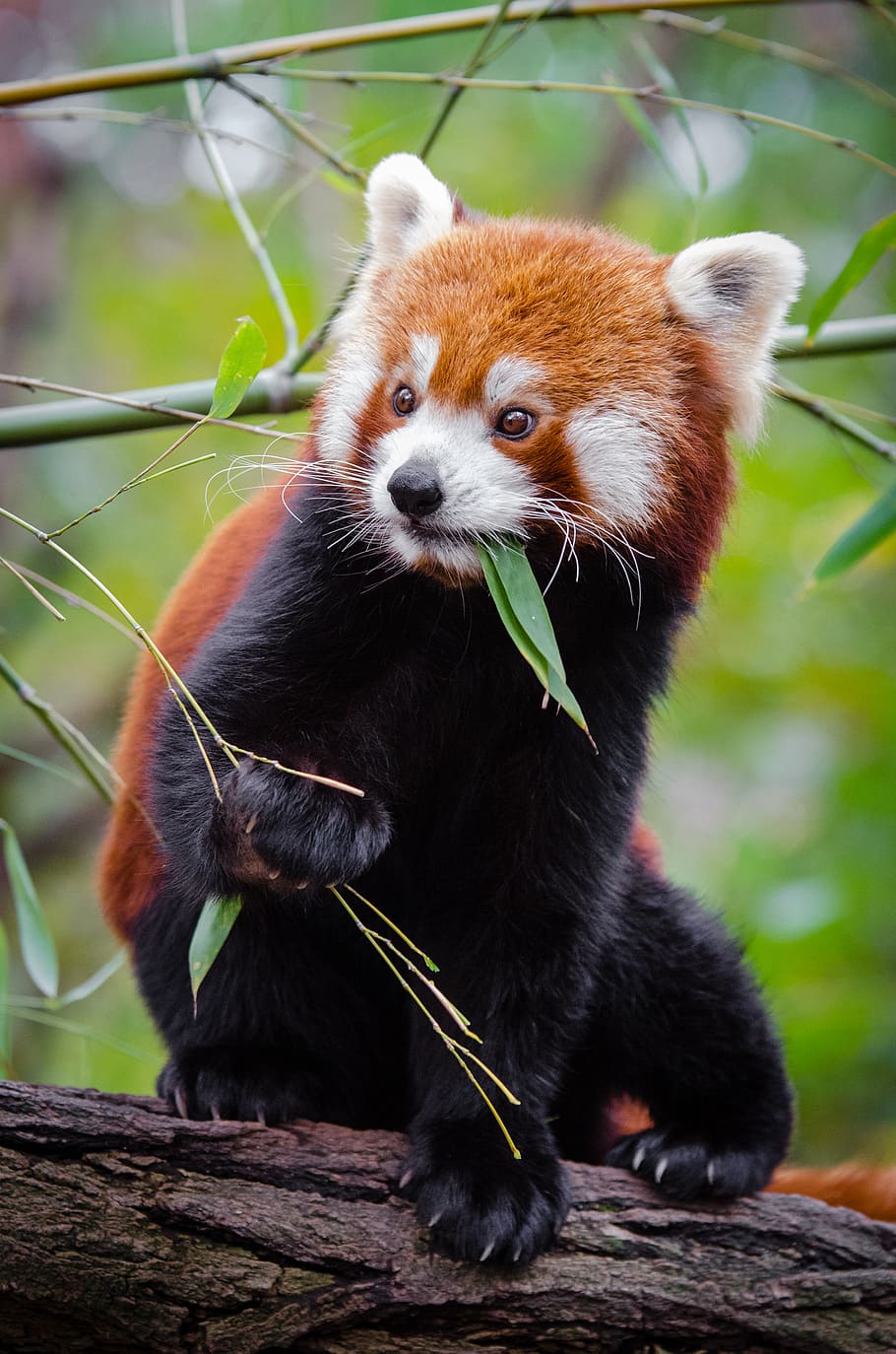 Panda Merah, panda, makan, daun, tema binatang, hewan, satwa liar, satu hewan, mamalia, hewan di alam liar