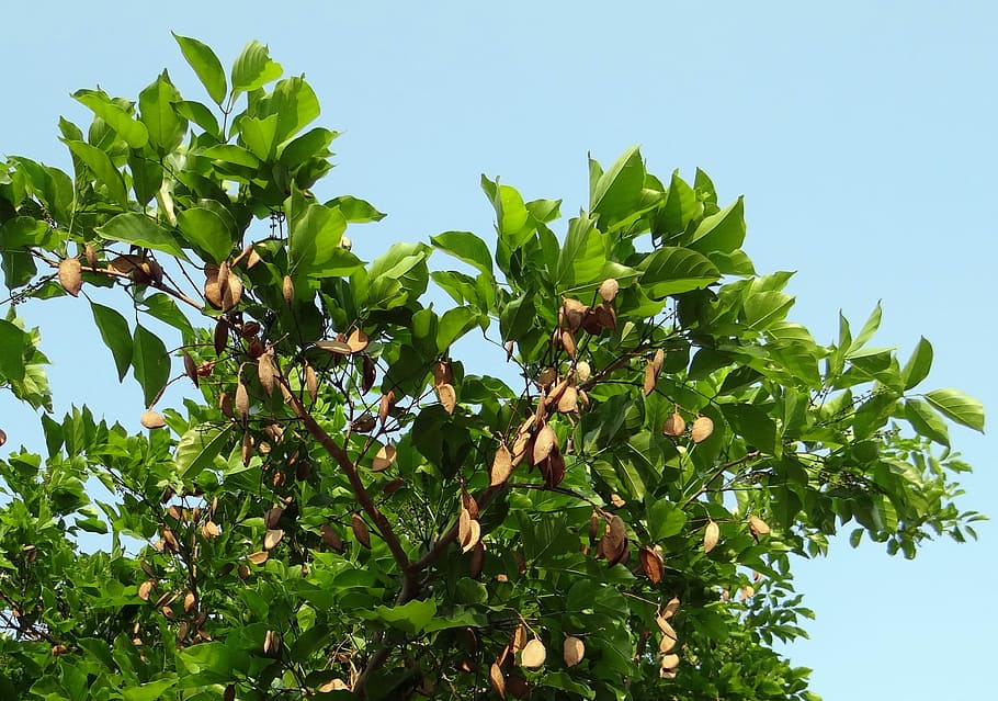 Milletia, Karanj, Tree, milletia pinnata, pongamia pinnata, indian beech tree, seed pod, karnataka, india, leaf