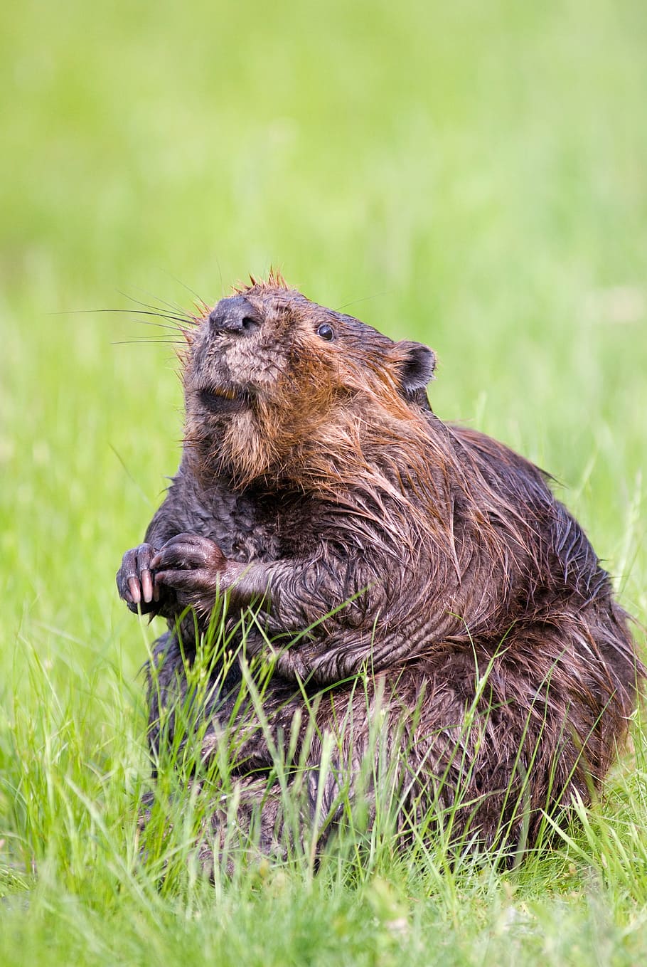 brown squirrel, beaver, pond, wildlife, aquatic, cute, nature, water, wild, fur