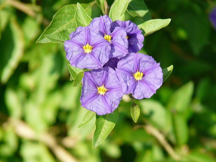 lycianthes rantonnetii, solanum rantonnetii, lycianthes, ornamental plant, plant, gentian shrub, potato tree, blossom, bloom, purple