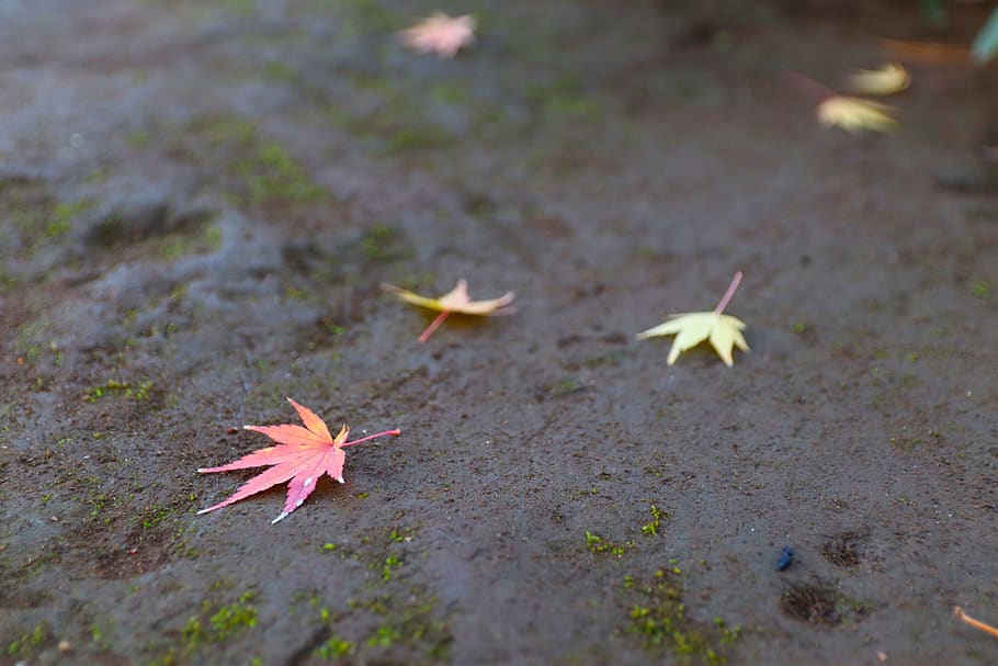 autumn, leaves, ground, fallen leaves, autumnal leaves, maple, leaf, plant part, nature, high angle view