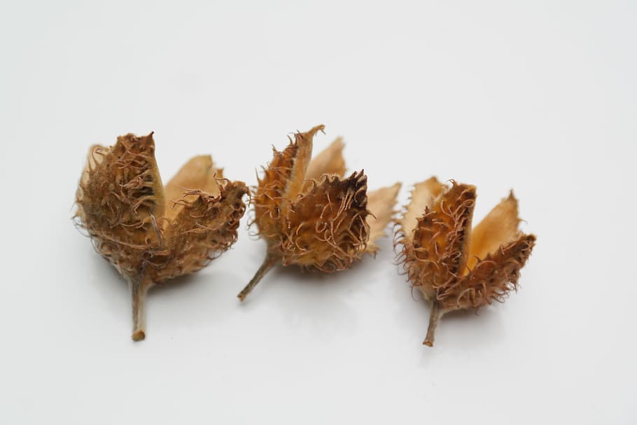 three, brown, fruits illustration, Beech, Nuts, Fruit, Pods, Sleeves, Achene, beech nuts