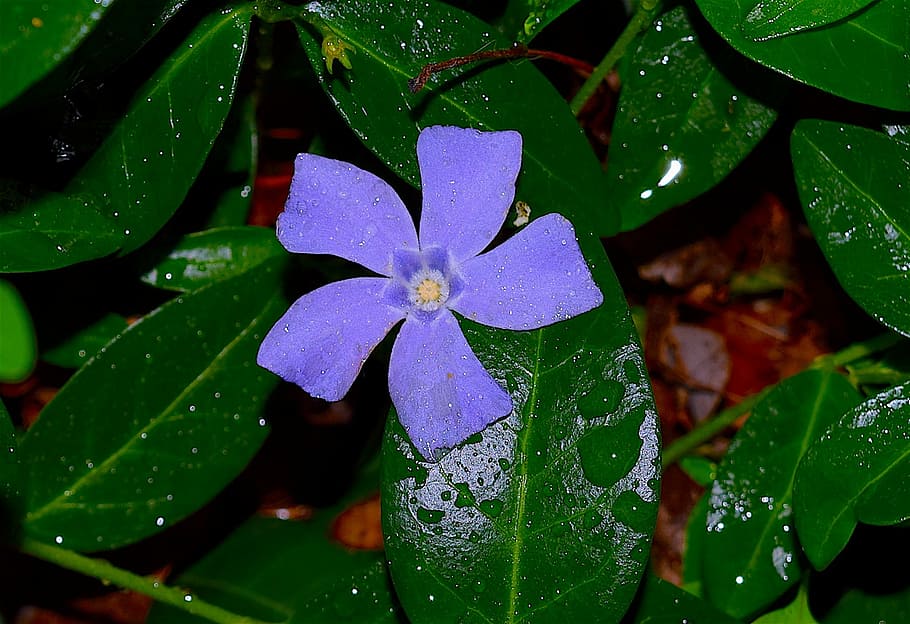Periwinkle, Violet, Blue, Blue, Green, Green, Leaf, violet, blue, green, leaf, flower, nature