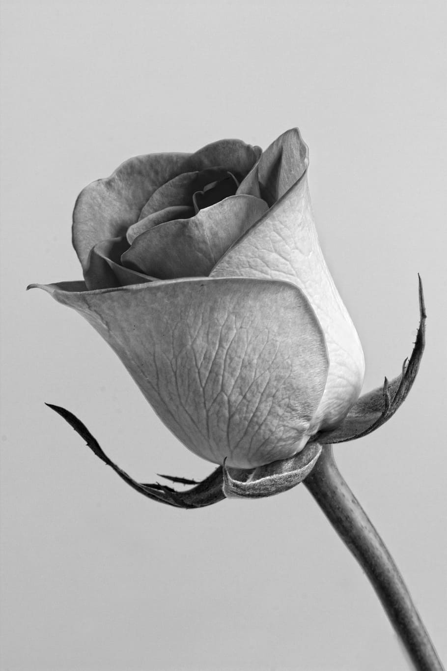 foto en escala de grises, rosa, flor, gris, floral, fondo de rosas, ramo,  primavera, blanco, romántico | Pxfuel