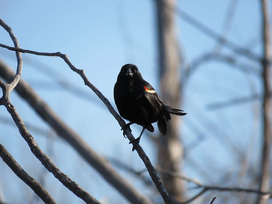 red-winged blackbird, blackbird, red-winged, wildlife, bird, nature, birdwatching, birding, animal wildlife, animal themes