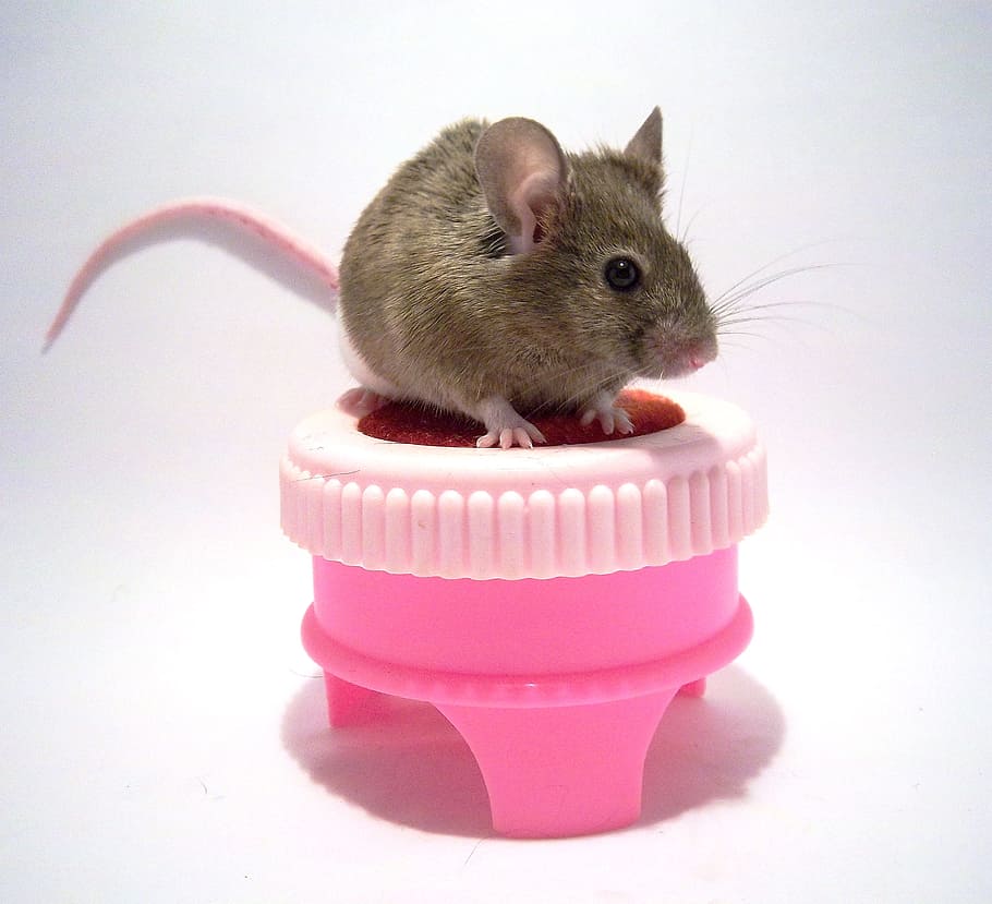 brown rat, mouse, animals, decorative, on a stool, white, grey, closeup, pet, animal