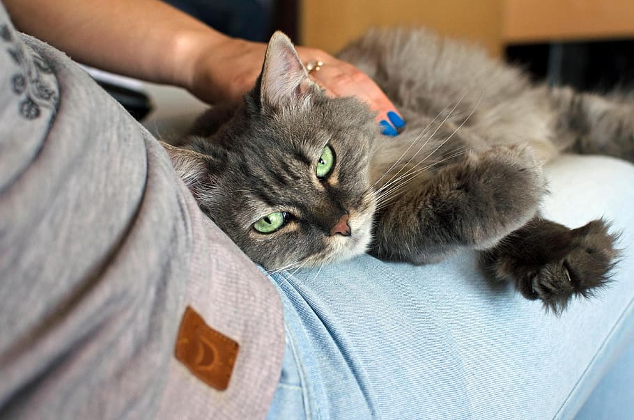 gray, cat, person, lap, friendship, animals, pet, a person, green eyes, the sensitivity of the