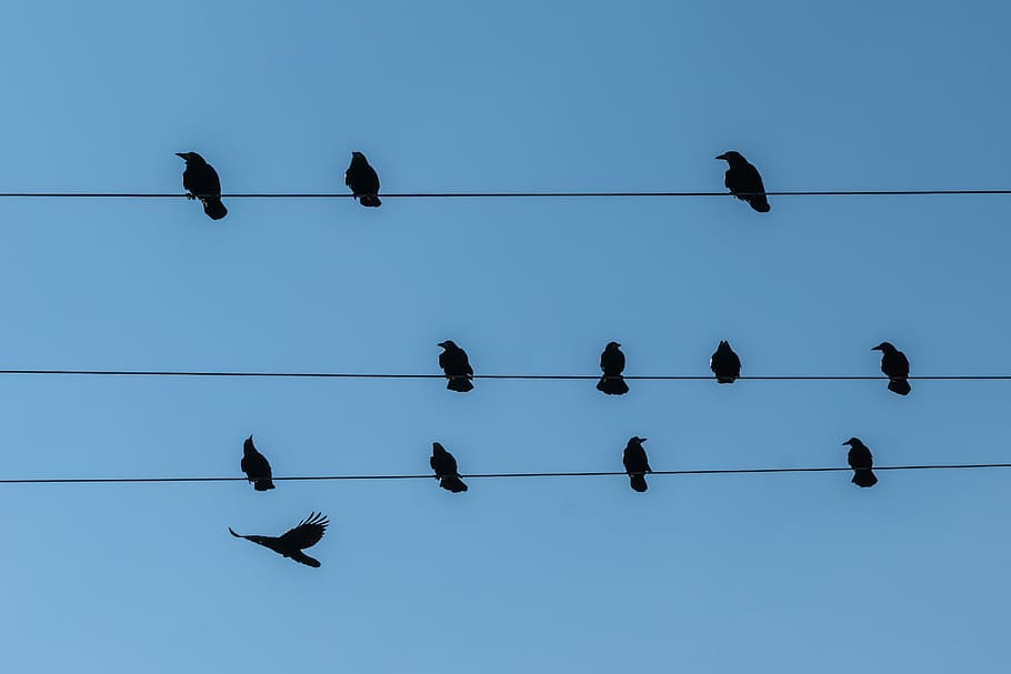 Stare, Power Line, Birds, Persevere, animal, black, blue, resting place, wait, birds on power pole