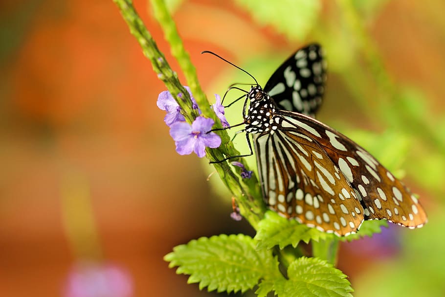 fotografia de close-up, marrom, branco, borboleta, empoleirado, verde, folha, mariposa, inseto, fechar-se
