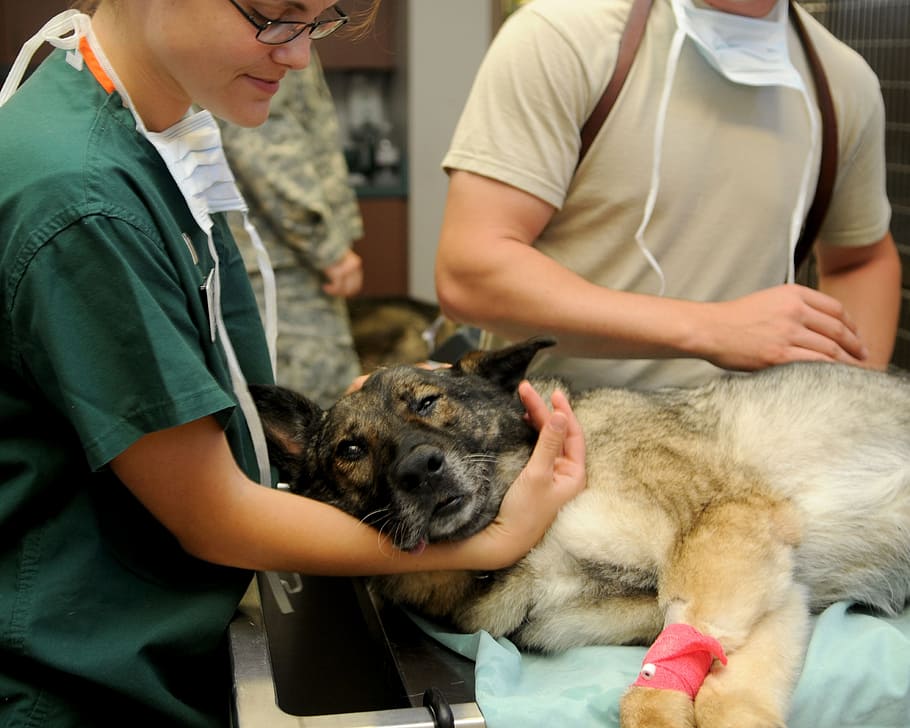 veterinary-clinic-veterinarian-dog.jpg