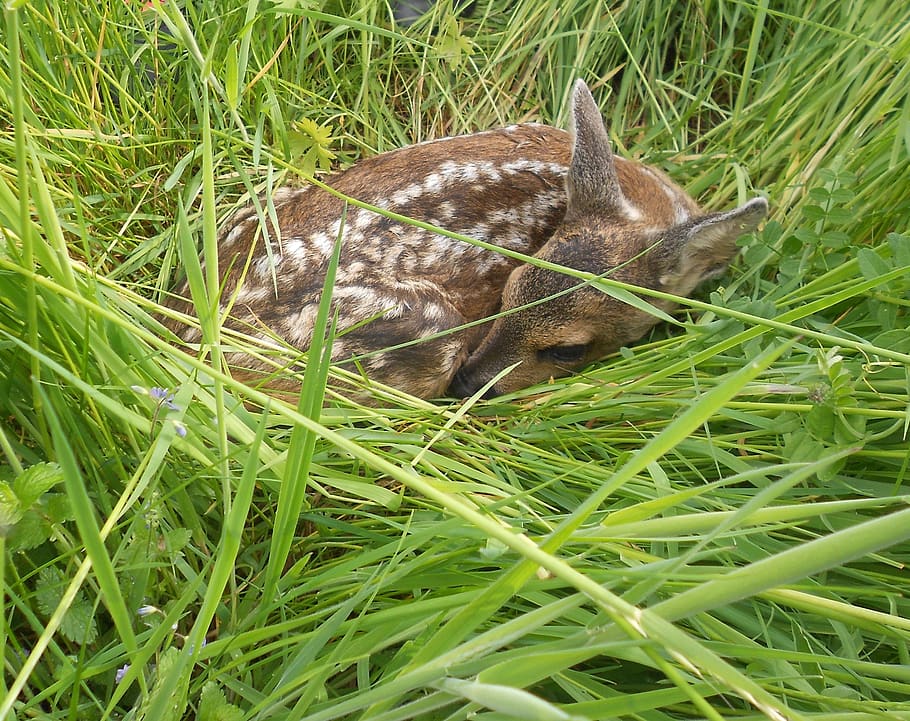 fawn, roe deer, young, young deer, kitz, wild, cute, european deer, grass, plant