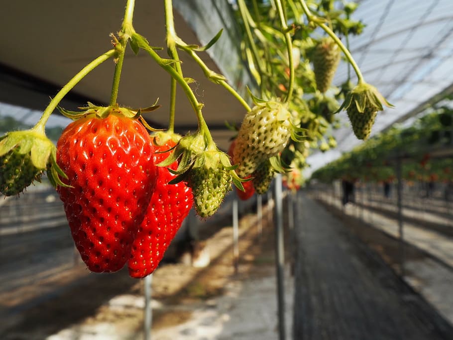 strawberry, strawberry picking, suites, red, fruit, food, food and drink, plant, healthy eating, close-up
