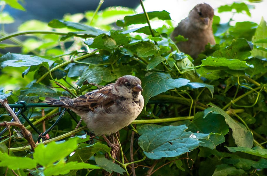 sparrow, sperling, house sparrow, bird, animal, plumage, nature, animal world, birdie, plant part