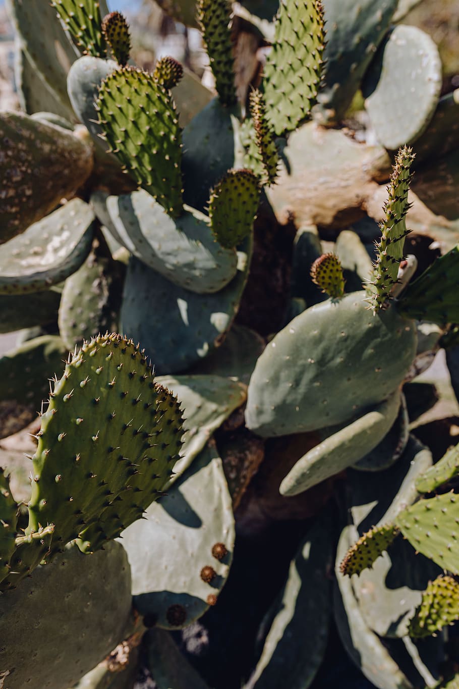 cactus, Italia, opuntia, napoli, plantas, Nápoles, crecimiento, planta suculenta, planta, color verde