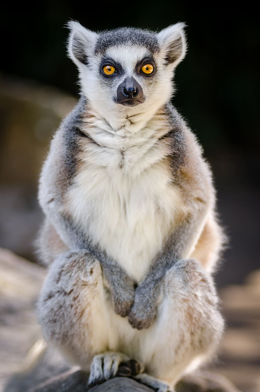 lemur, wood, animal wildlife, one animal, animals in the wild, mammal, portrait, looking at camera, day, focus on foreground